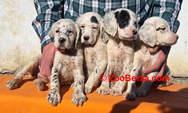 Engleski Seter štenci