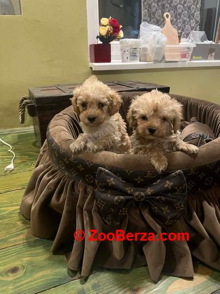 Toy pudle ekstra malog rasta 