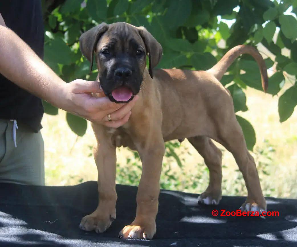 Cane Corso štenci