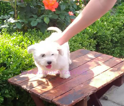 maltezer