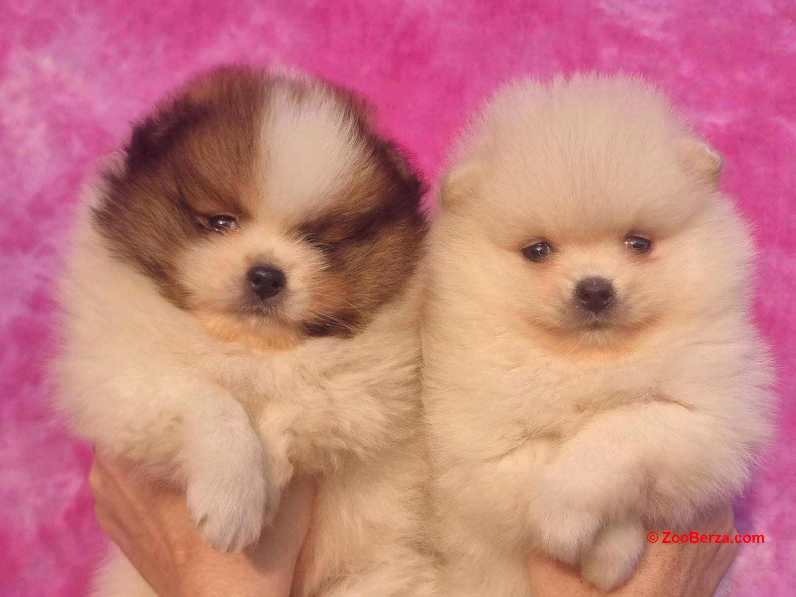 Pomeranac prelepi štenci