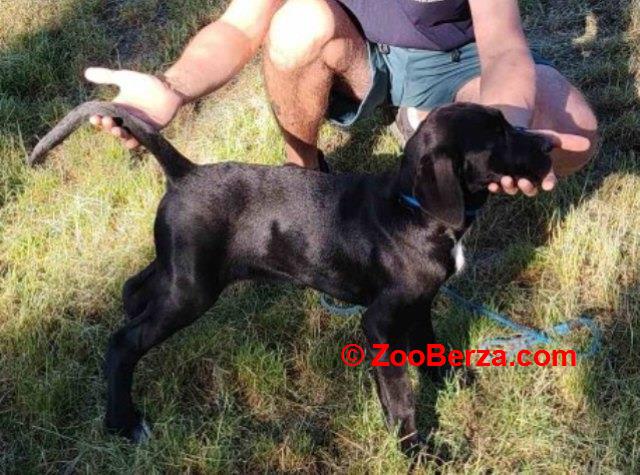 Cane Corso mlad pas