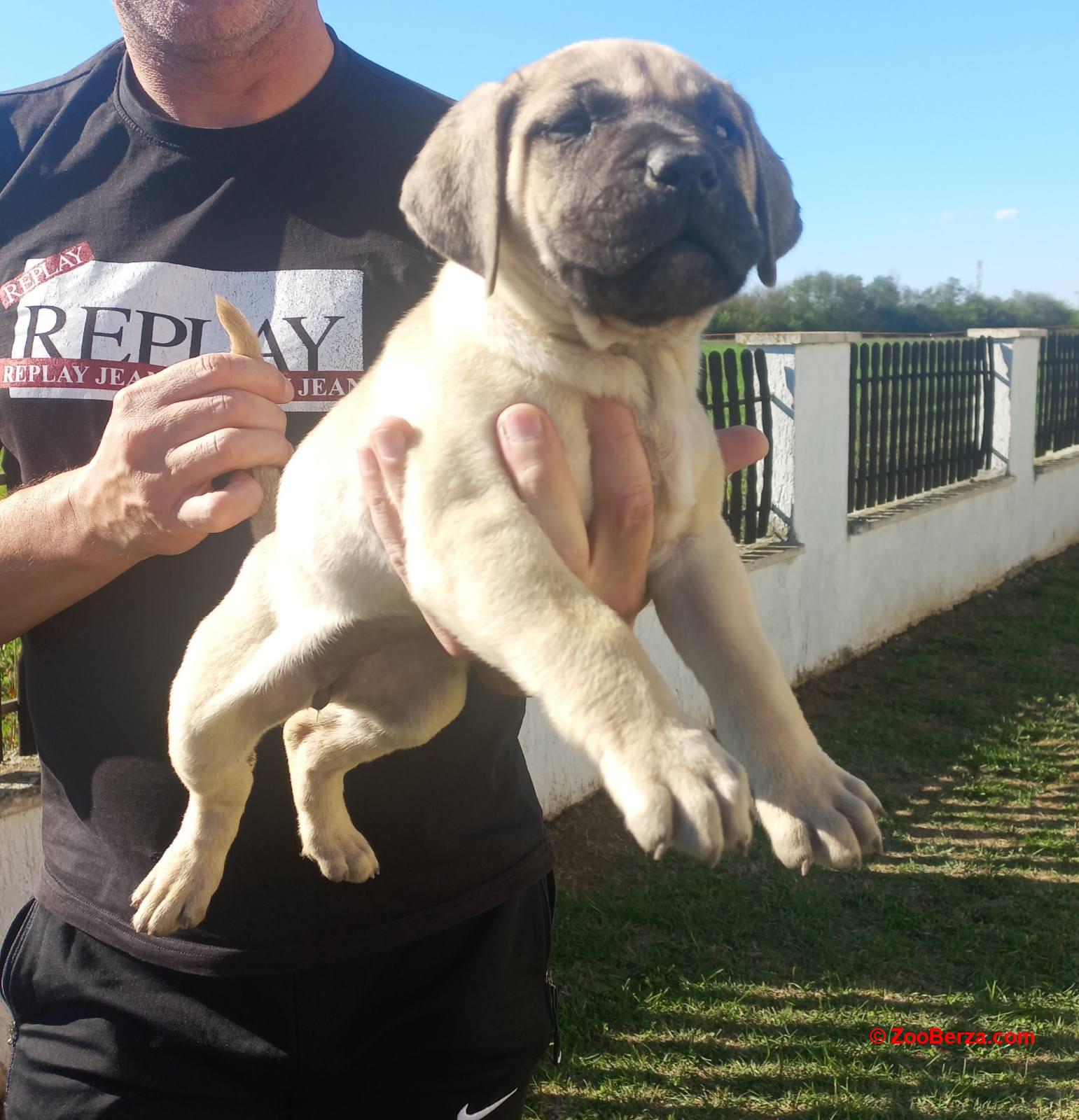 Presa Canario prelepi štenci