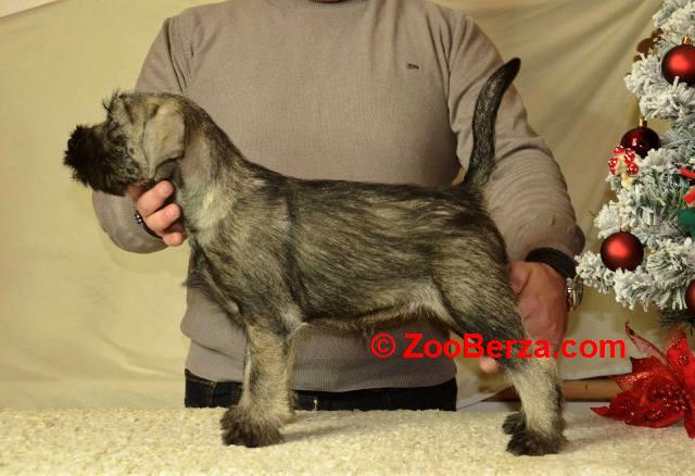 Srednji šnaucer, ženska štenad