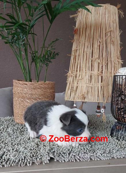 Border koli/collie štenci