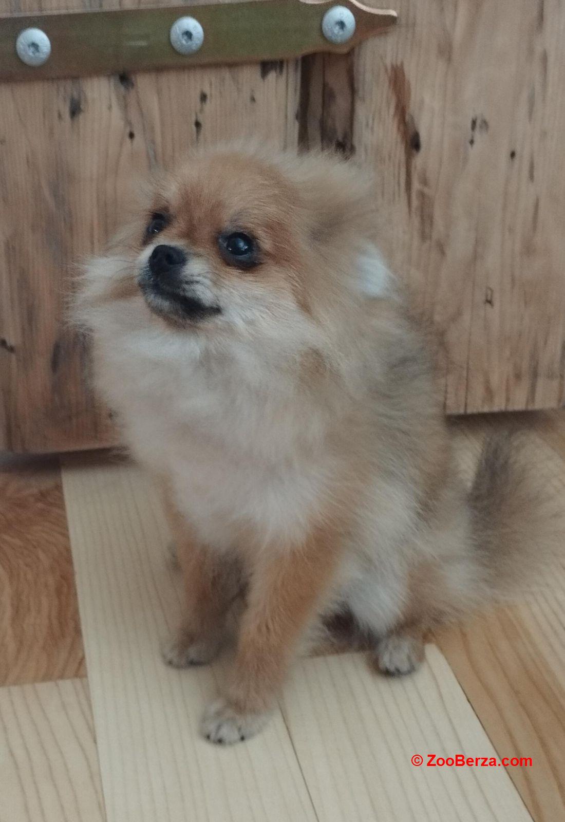 Pomeranac 