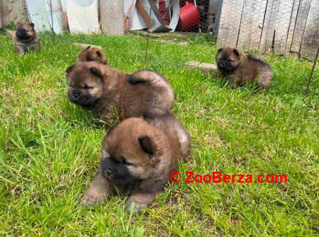 Chow Chow štenci