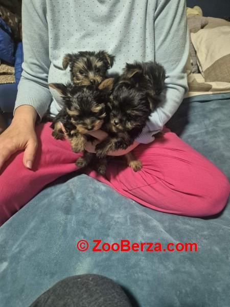 Jorki ,Jorksirski terijer stenci