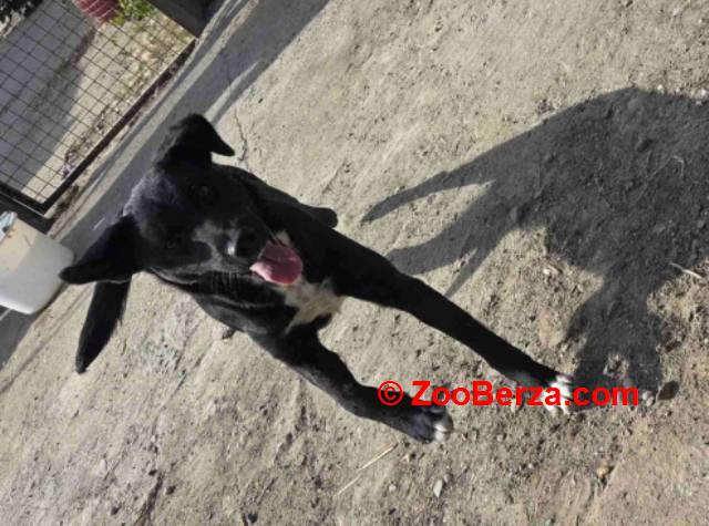 Mlado štene crne mešanke, udomljavanje!