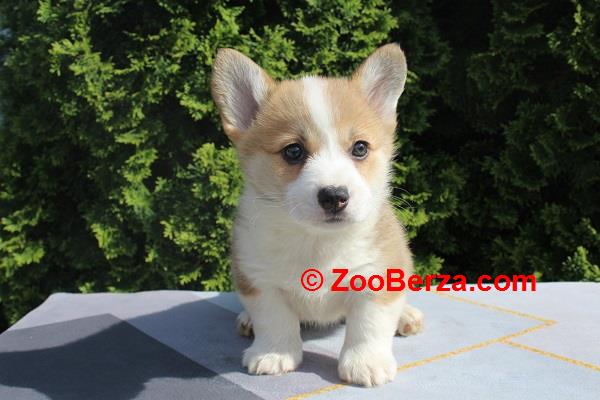 Velški korgi - Pembrok