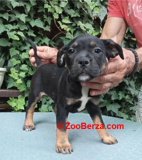 American bully