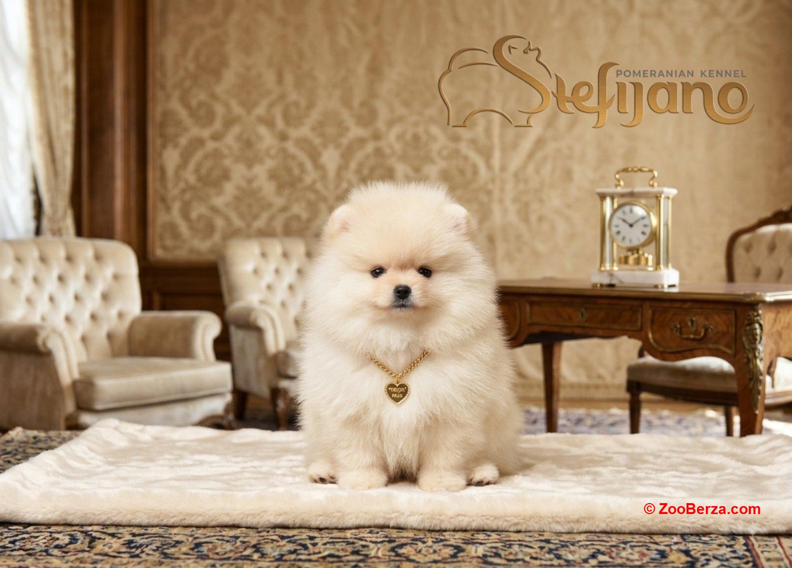 Pomeranac BOO medvedići, Pomeranski Špic štenci