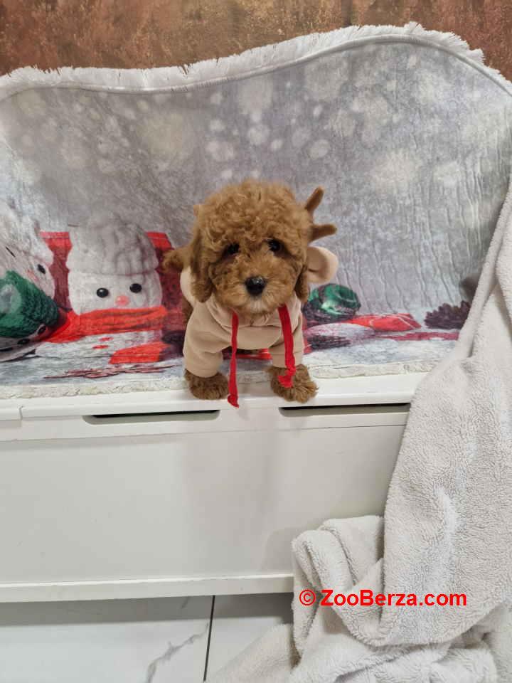 Crvene toy pudle spremne za preuzimanje 