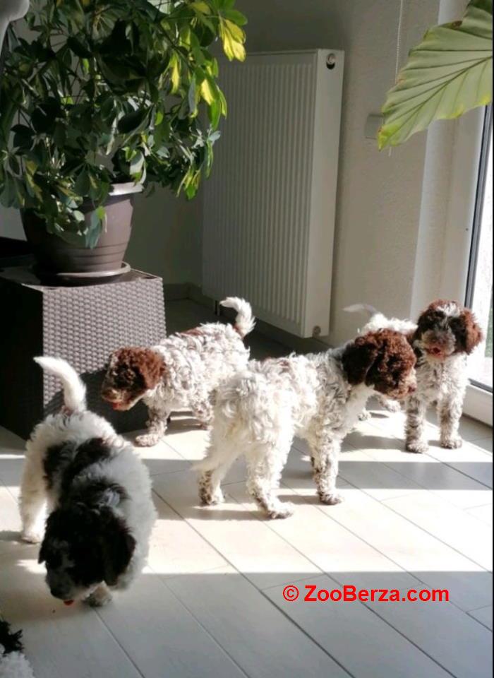 Dostupno novo leglo LAGOTTO ROMANJOLO 