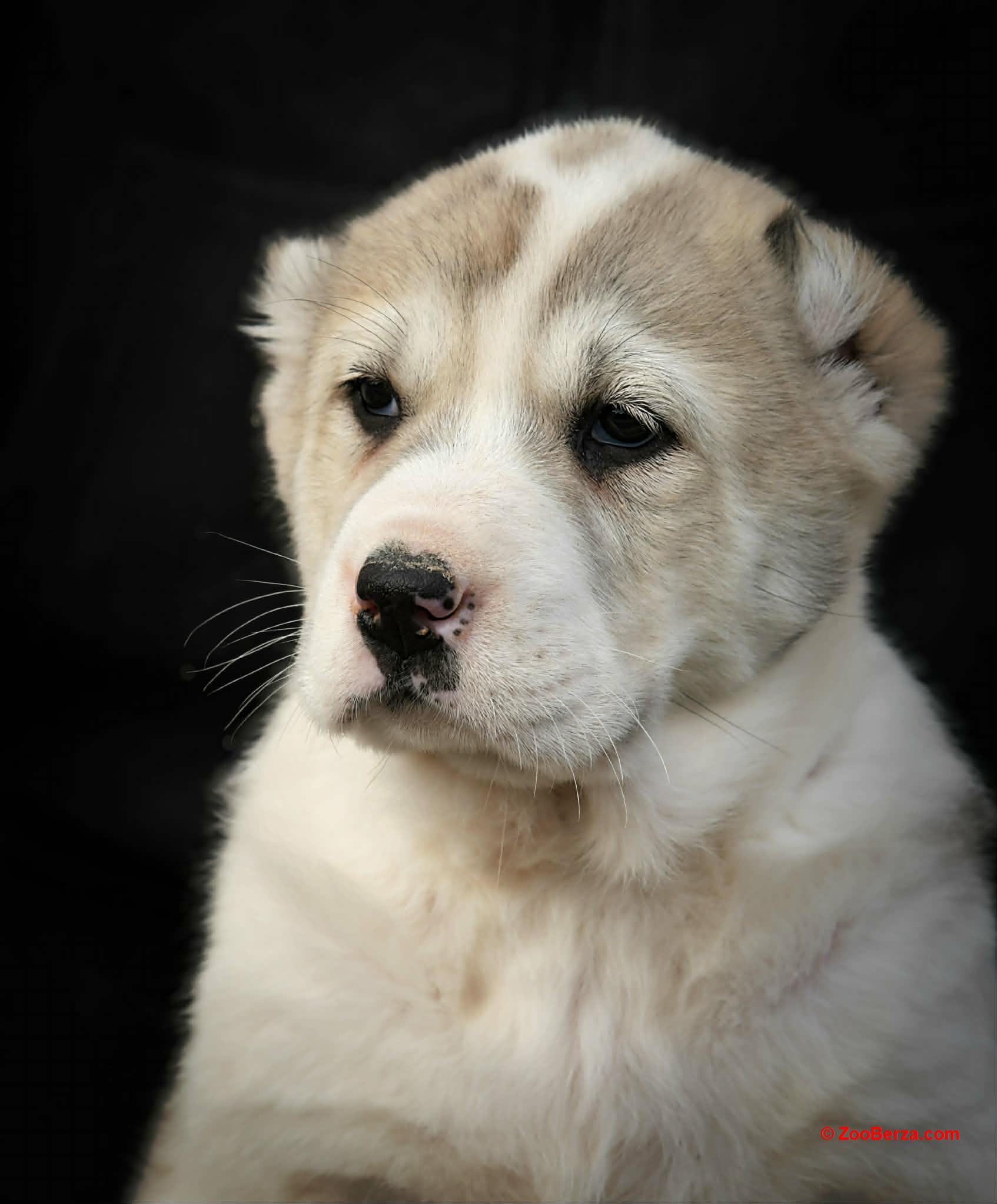 Srednjeazijski ovčar VRHUNSKI štenci