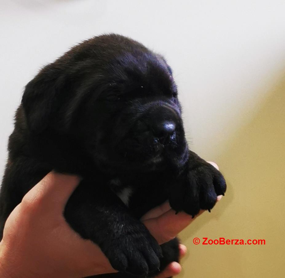 Cane Corso Kane Korso NOVO LEGLO