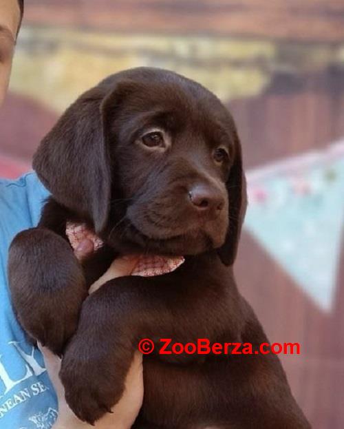 LABRADOR retriver, čokoladni štenci 
