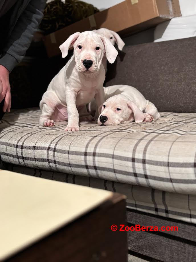 Dogo Argentino