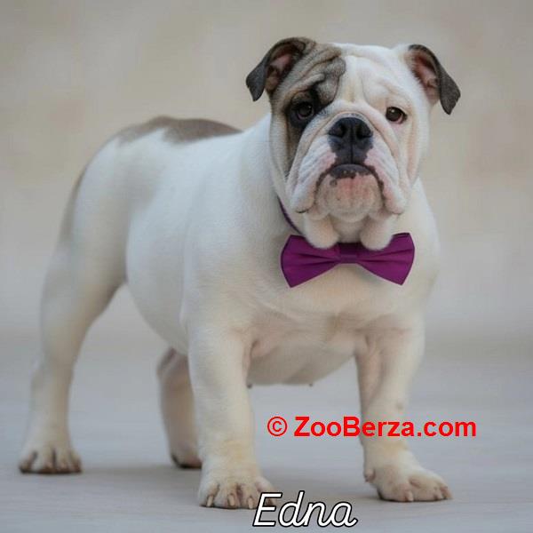 Engleski buldog vrhunski štenci