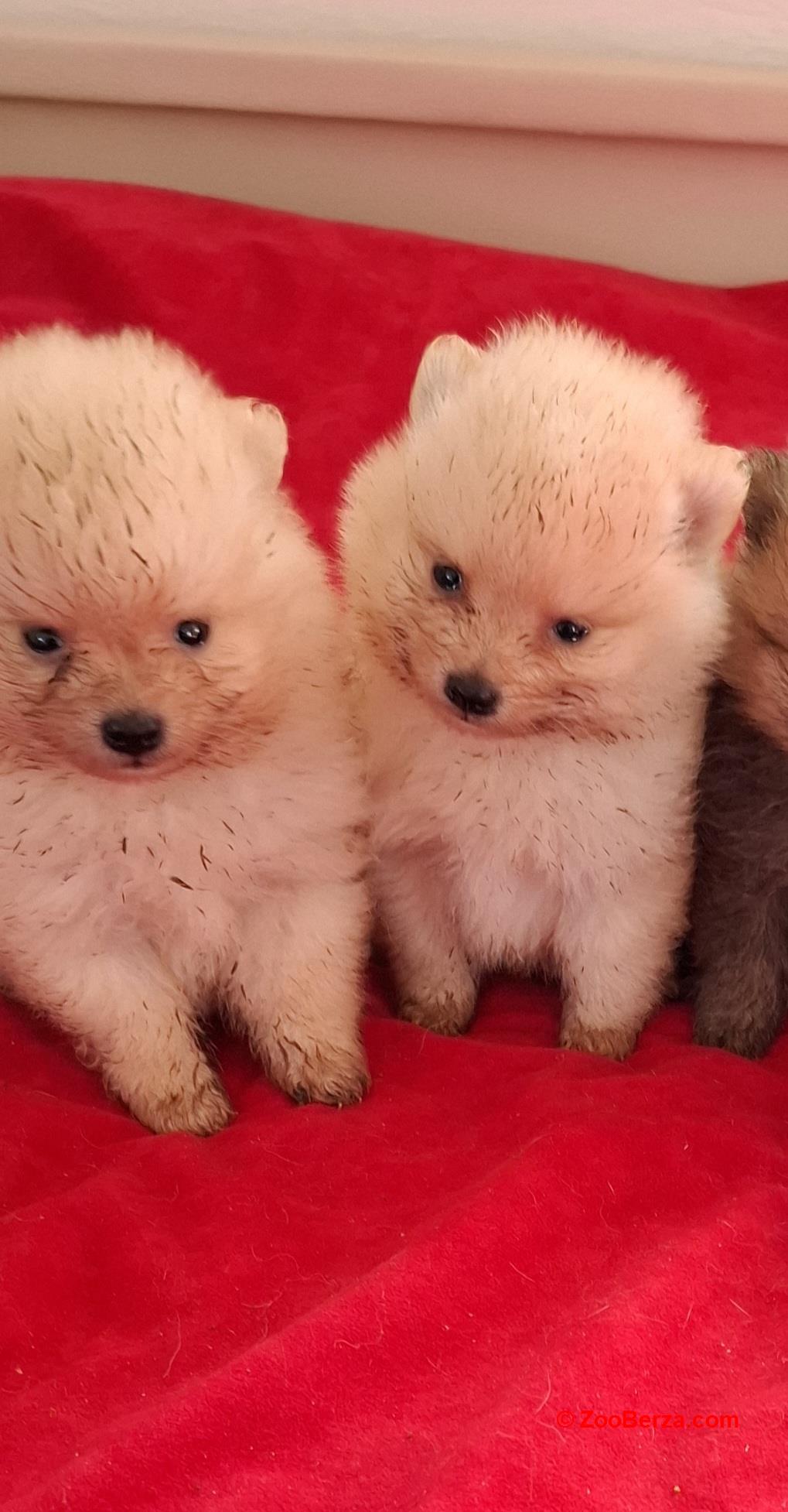 Pomeranski spic stenci prelepe bebe