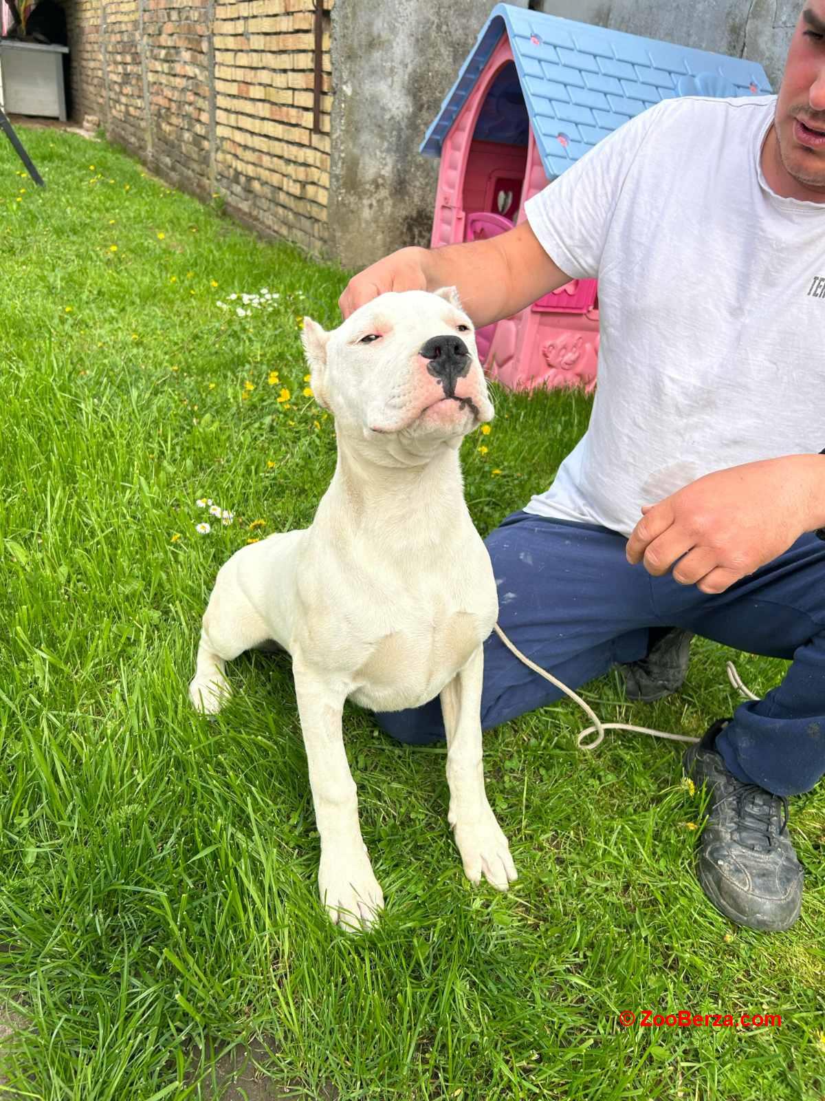 Zenkica Dogo Argentino