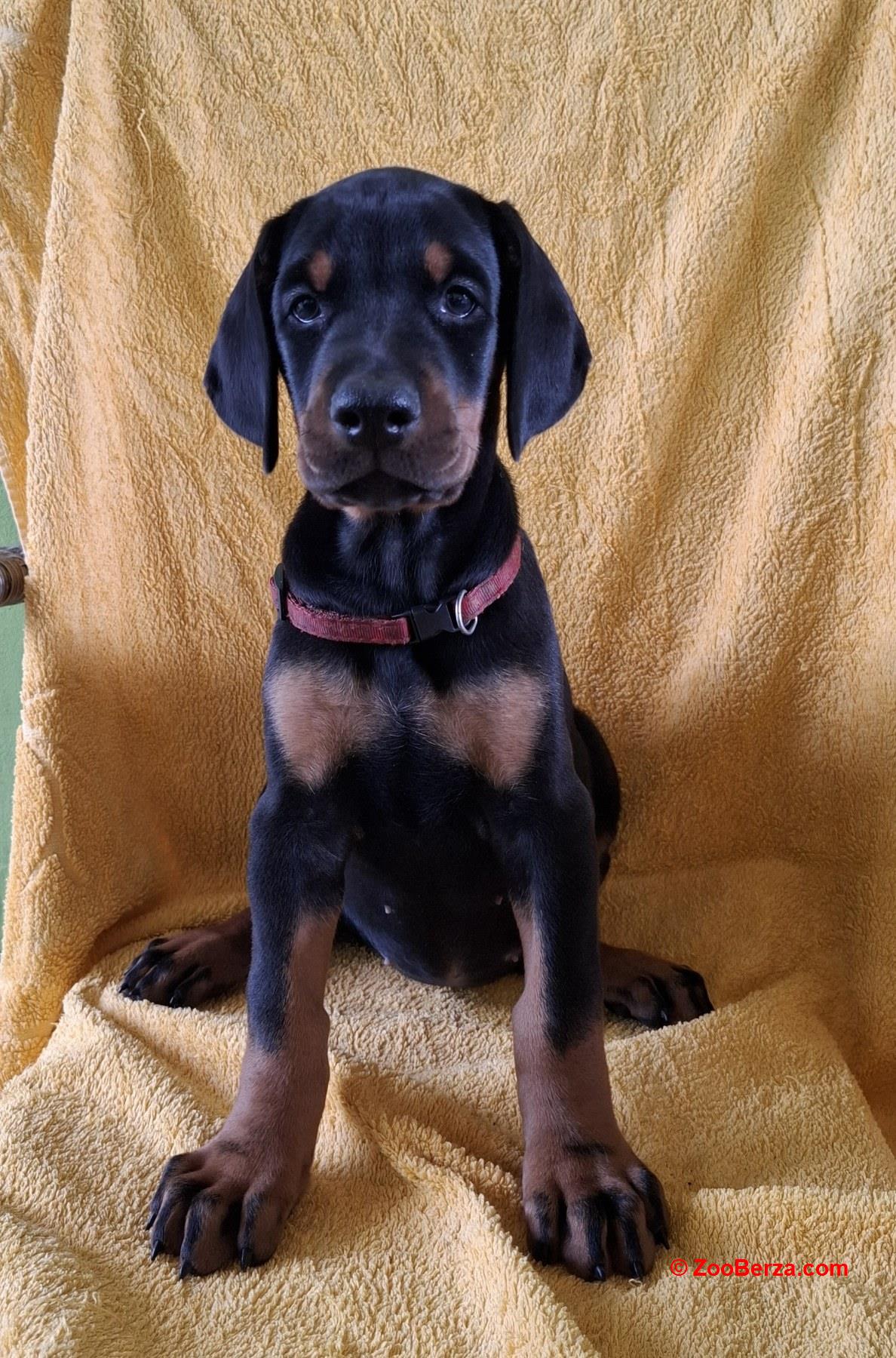 Doberman prelepi stenci
