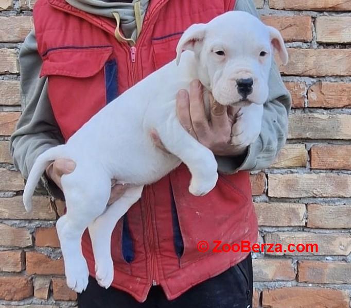 Dogo Argentino stenci
