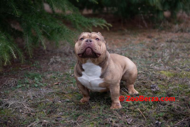 Mužjak egzotičnog bulija slobodan za parenje