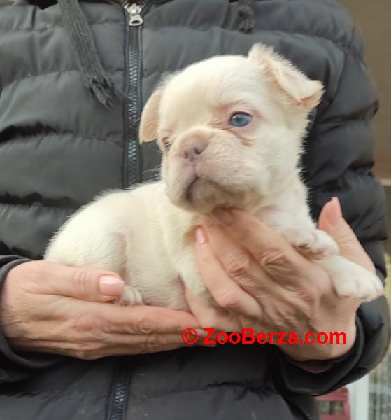 Francuski buldog štenci dugodlaki