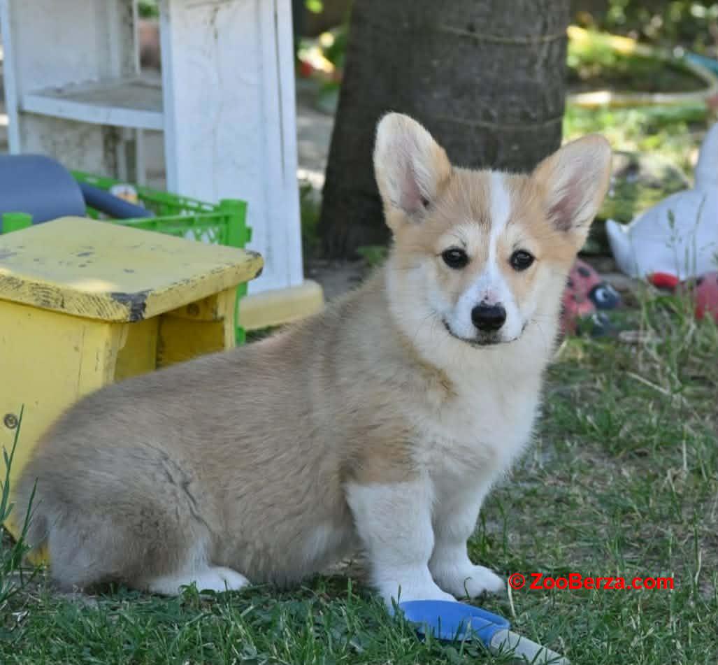 Velški korgi/Welsh Corgi Pembroke