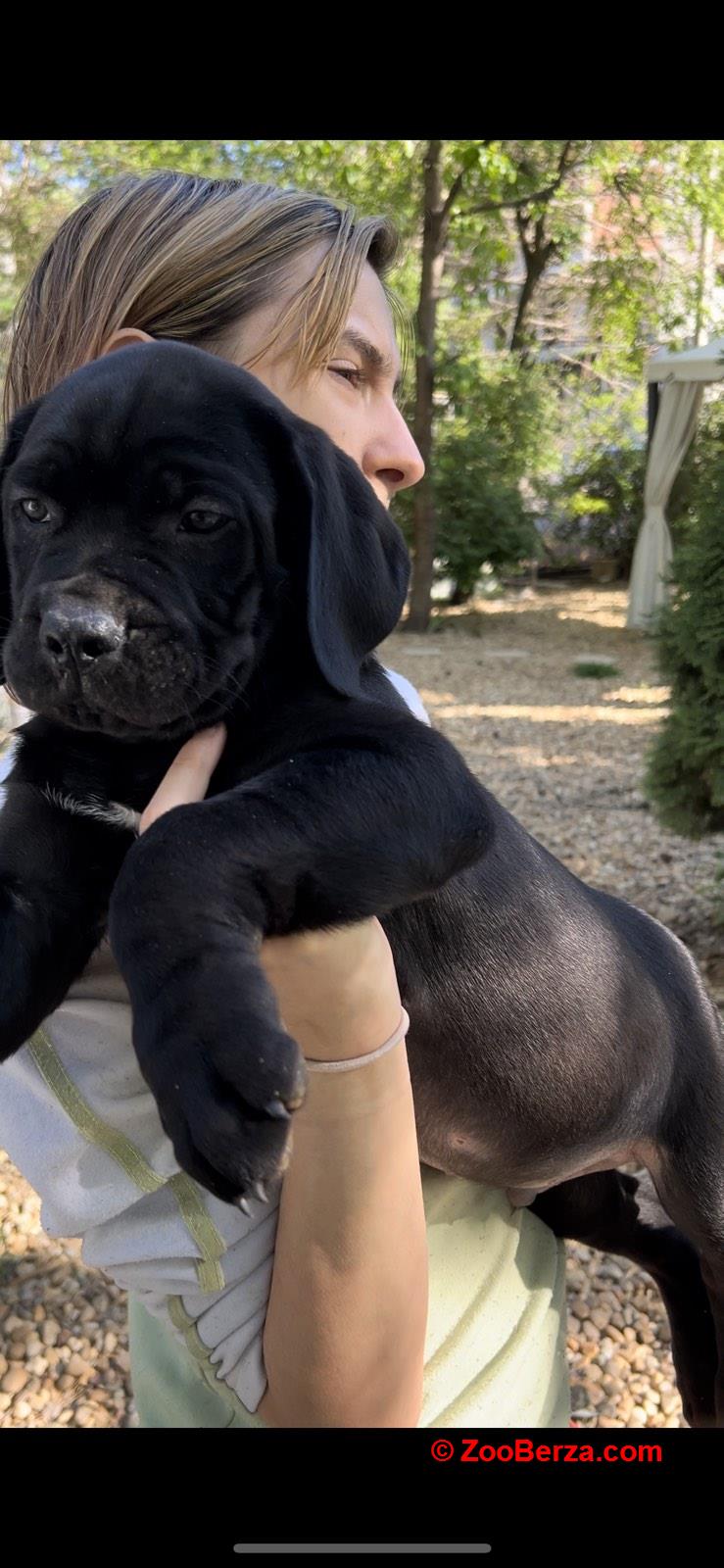 Juznoafricki mastif-Boerboel