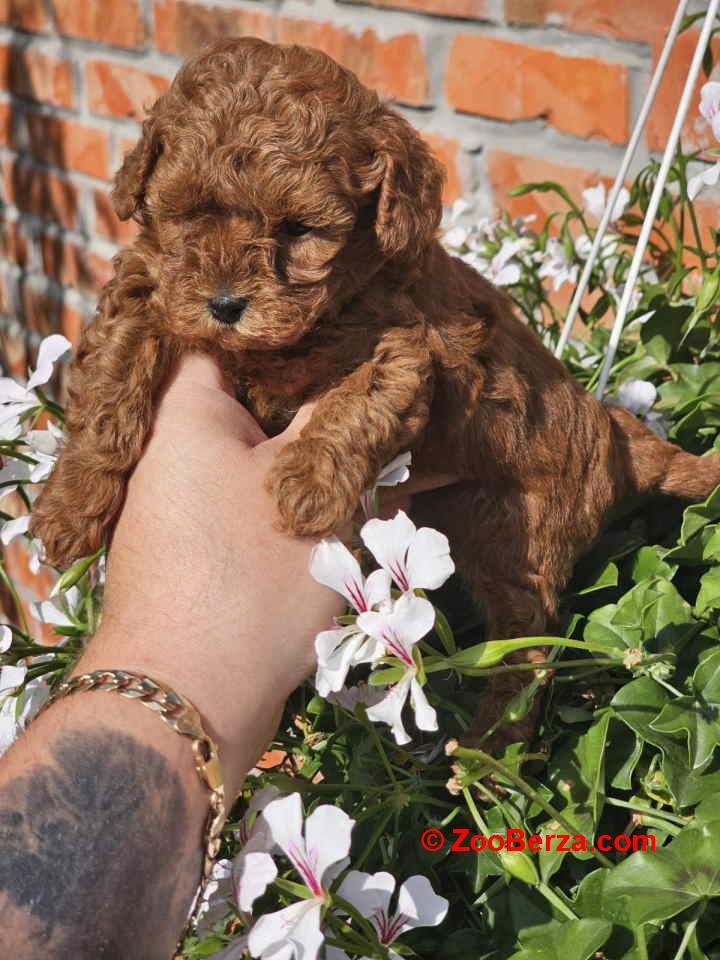 Teddy bear toy PUDLE 