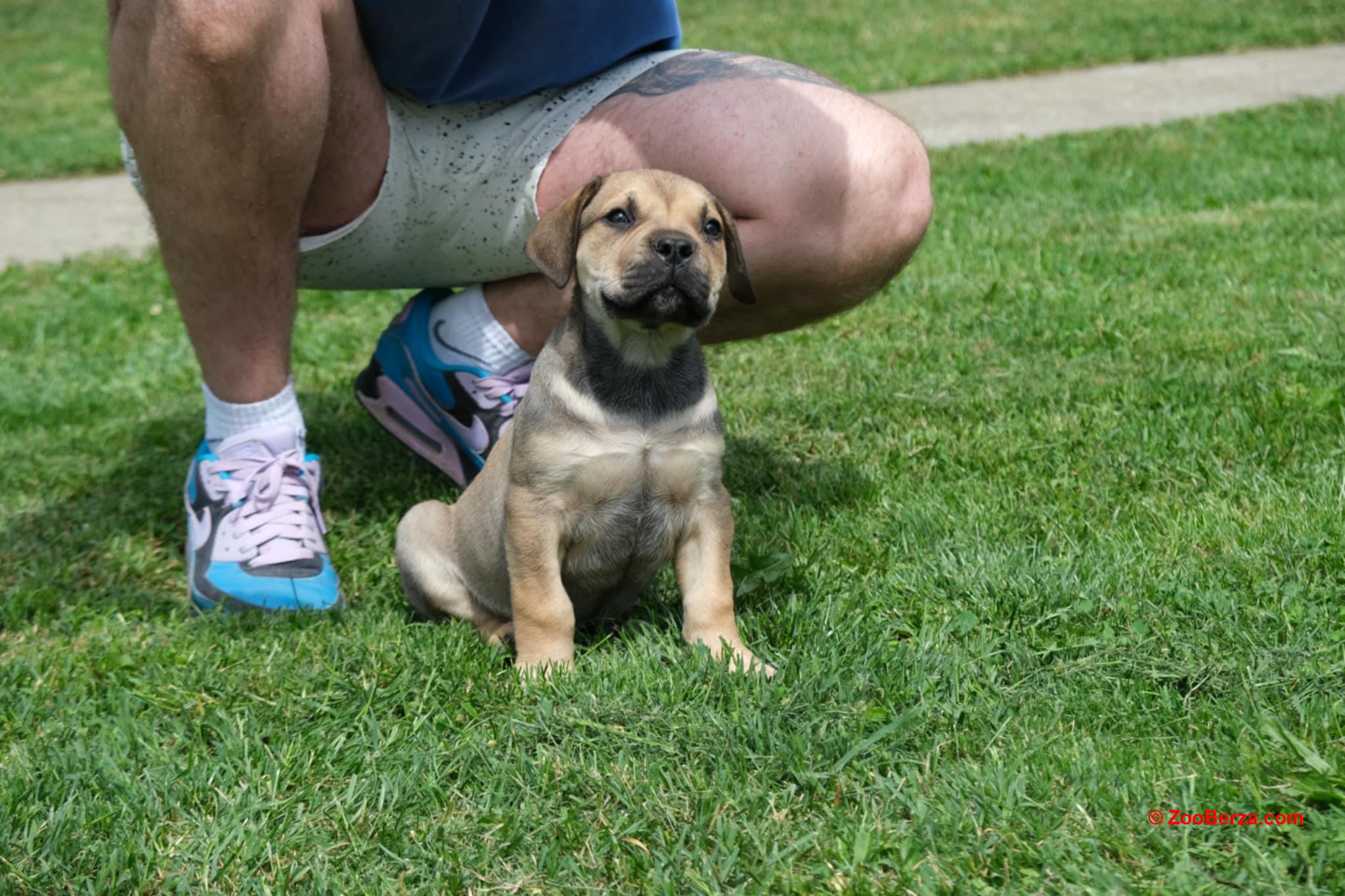 Južnoafrički mastif Boerboel štenci