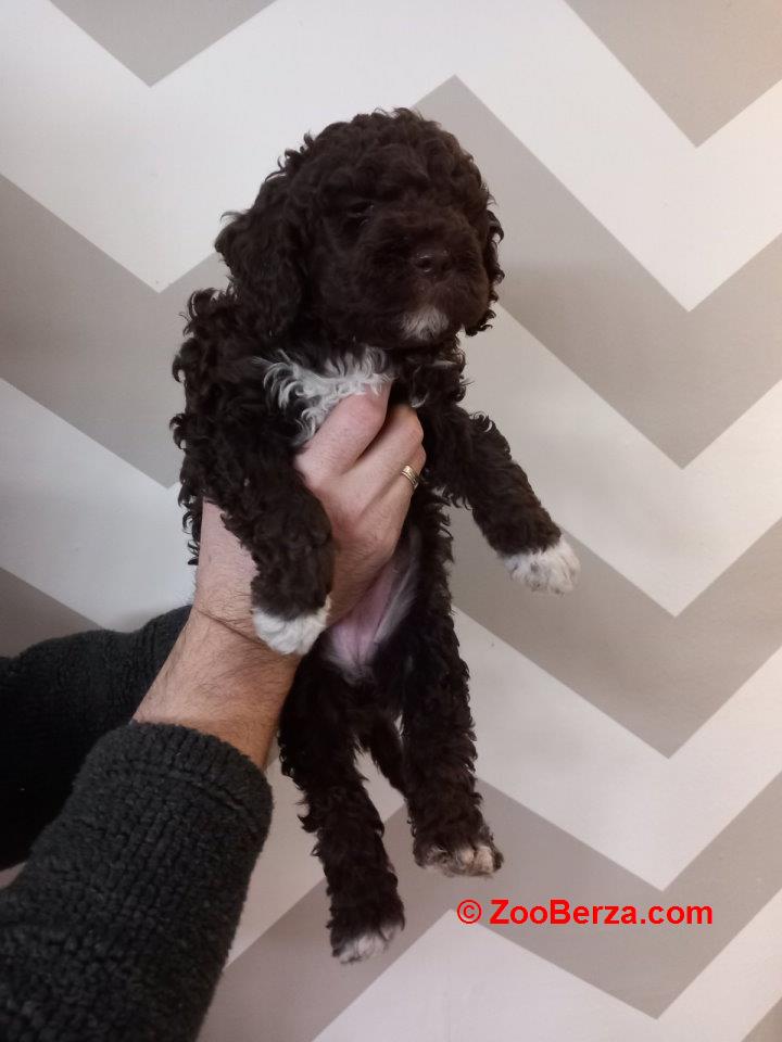 Stenci Lagotto Romagnolo  