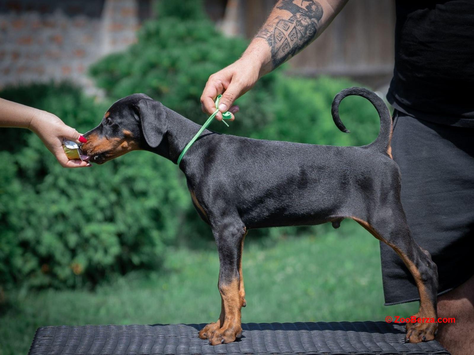 Doberman stenci