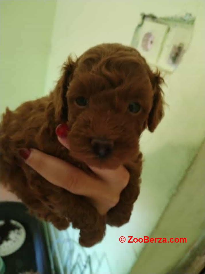Crvena toy pudla 