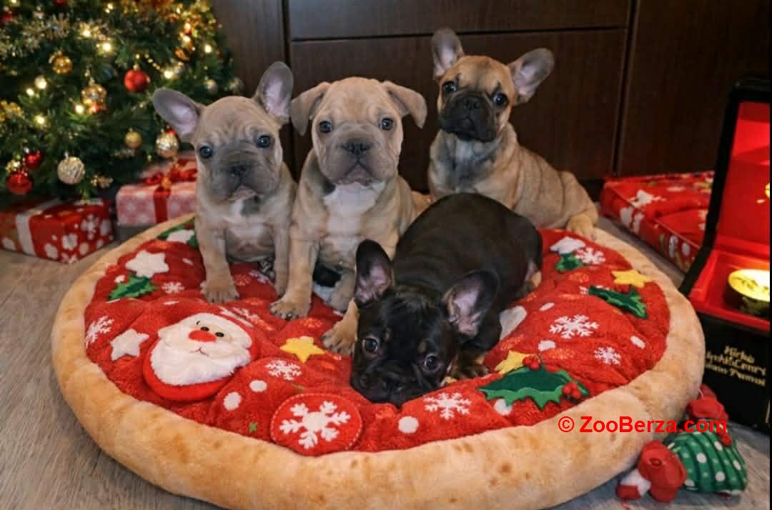 Francuski Buldog prelepi štenci