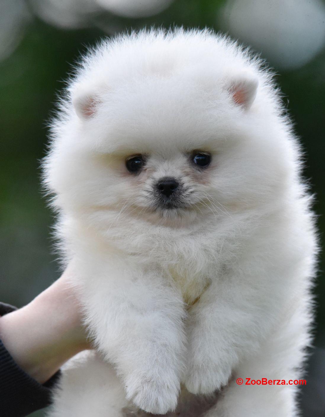 Pomeranac BOO prelepi štenci