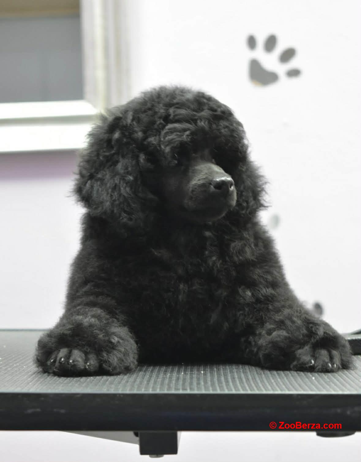 Patuljasta Pudla muško štene