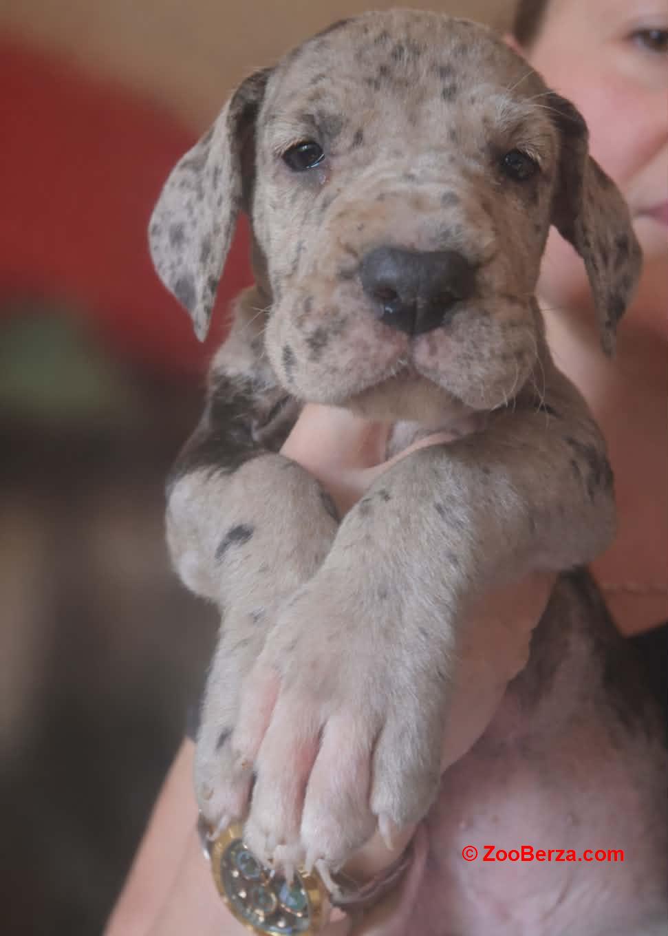 Nemacka Doga prelepi stenci