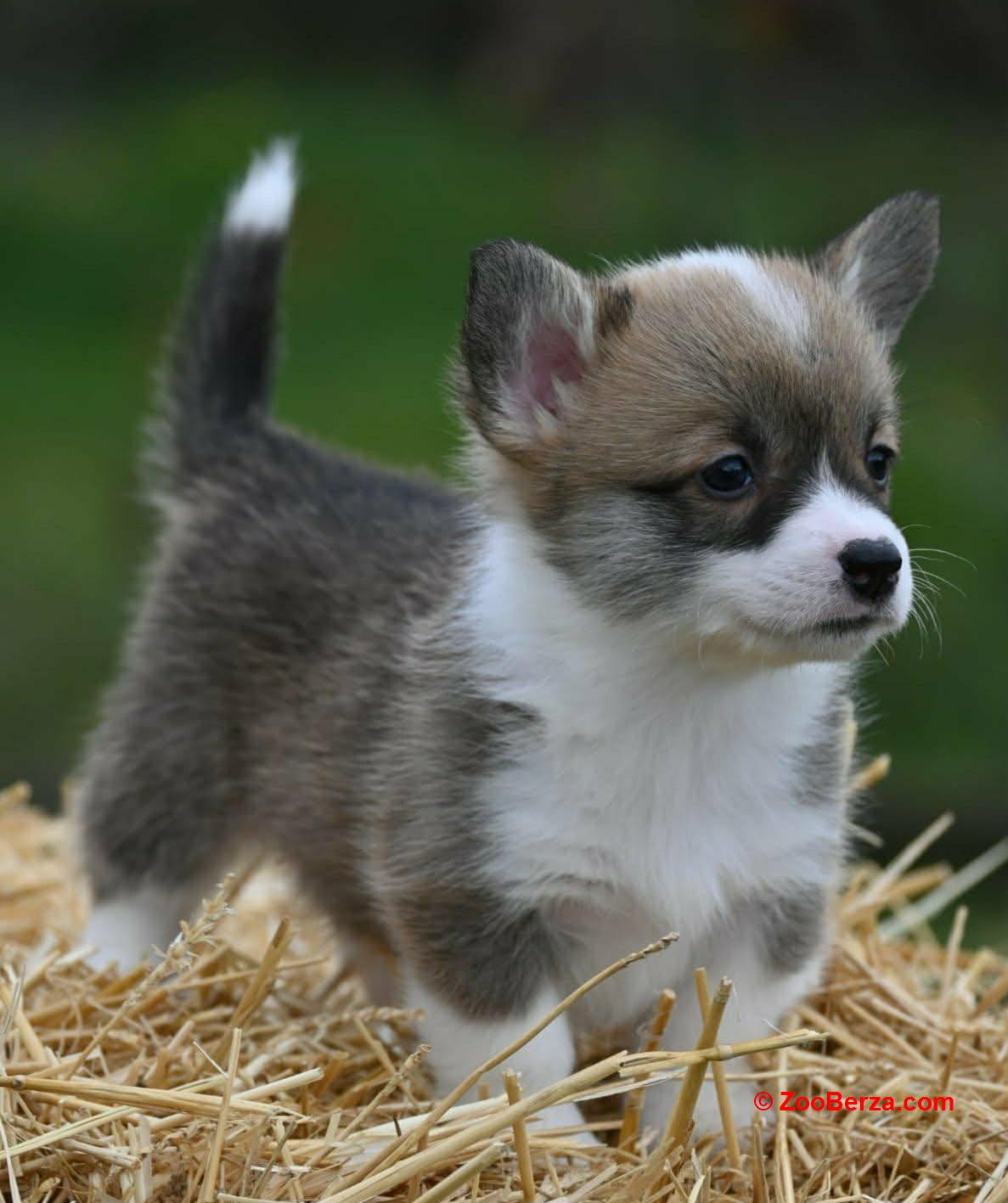 Velski korgi/Welsh Corgi Pembroke