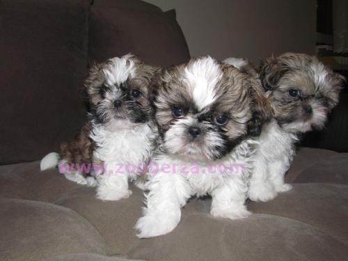 Ši-Cu (Shih-Tzu)