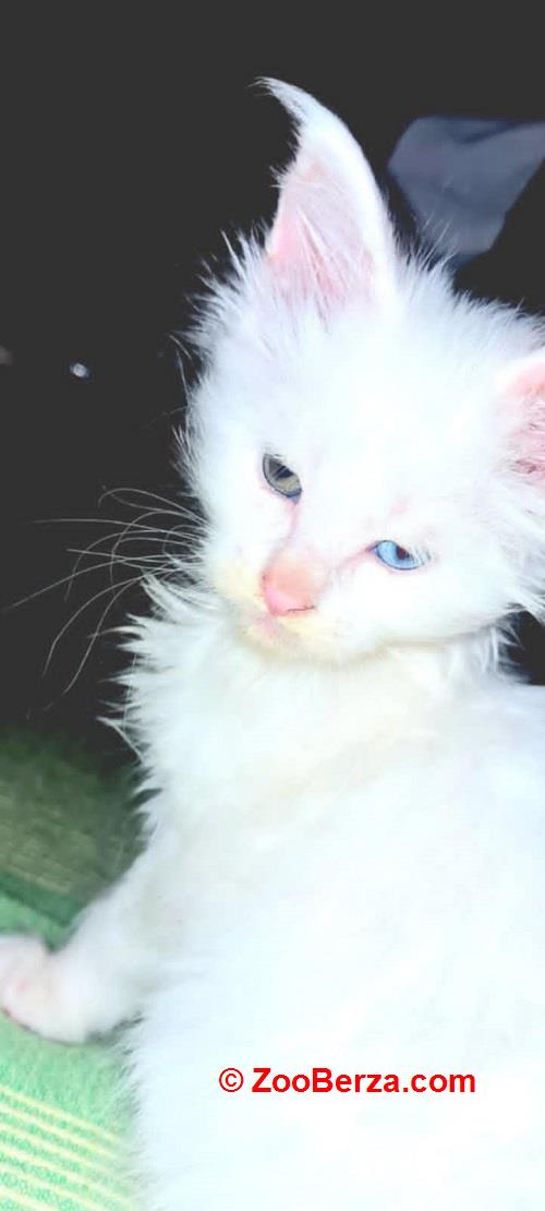 Maine Coon mačići