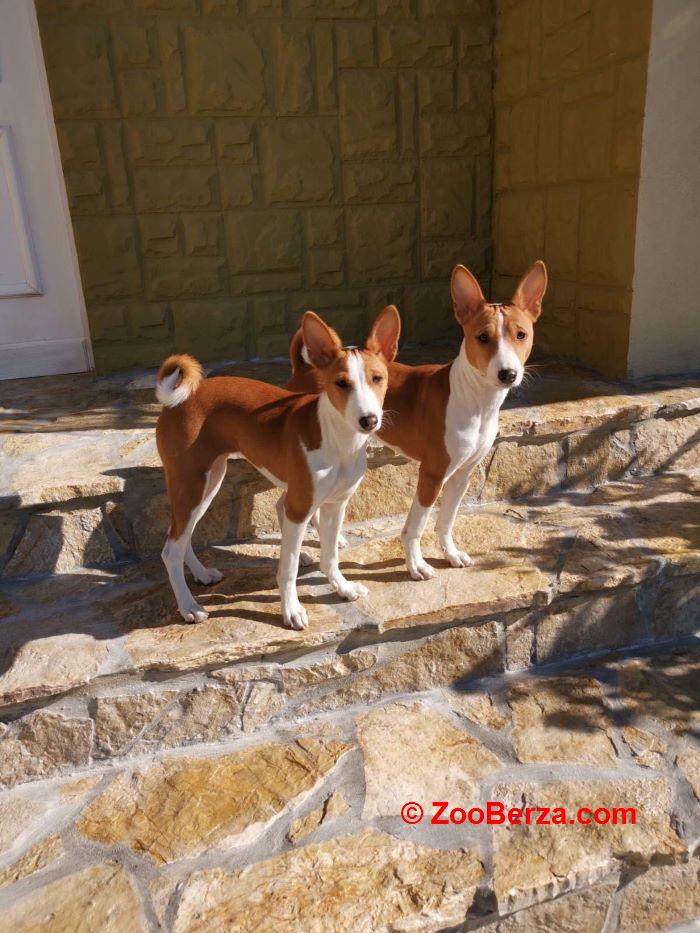 BASENJI stenci