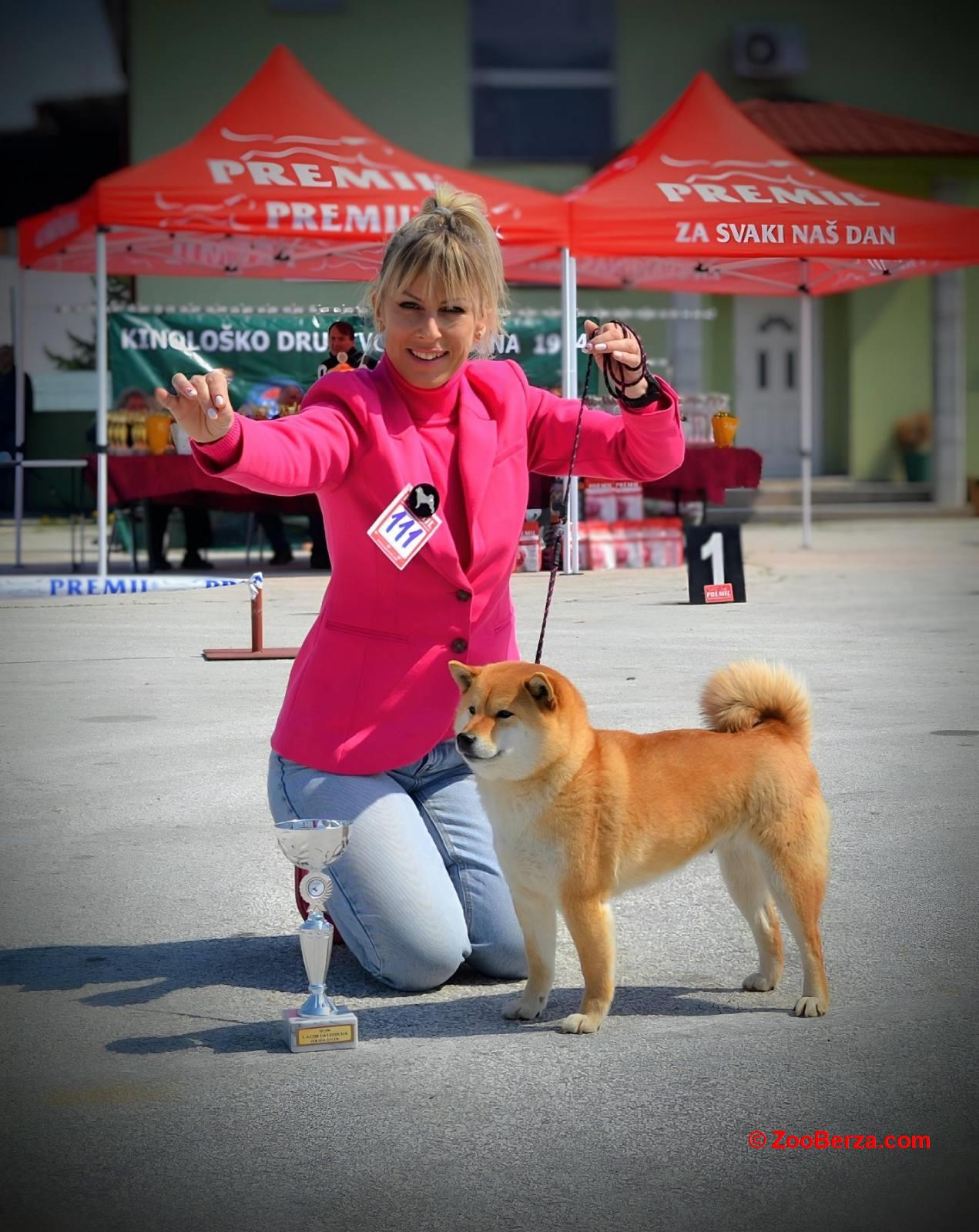 Shiba Inu prelepi štenci