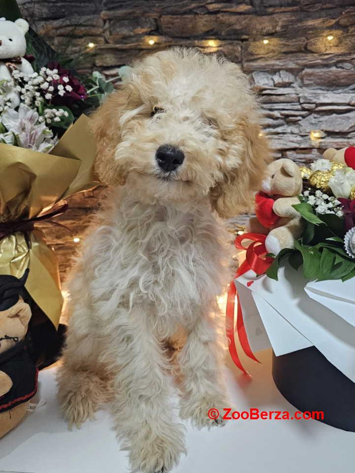 Dve vesele mini pudle apricot  - dečak I devojčica 