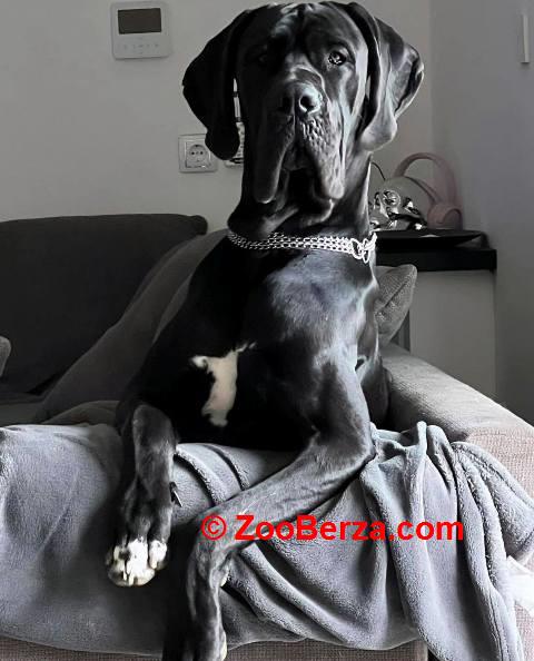 Nemačka doga štenci