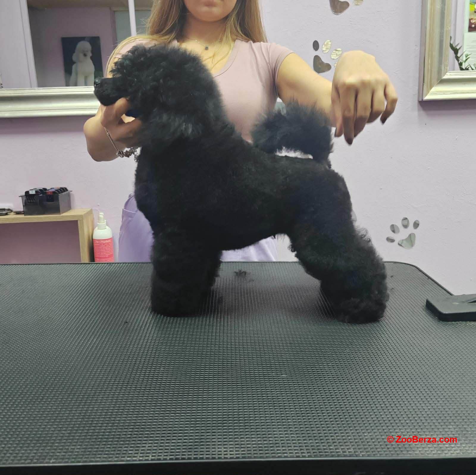 Patuljasta Pudla muško štene