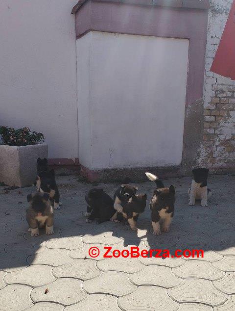 Američka Akita, štenci