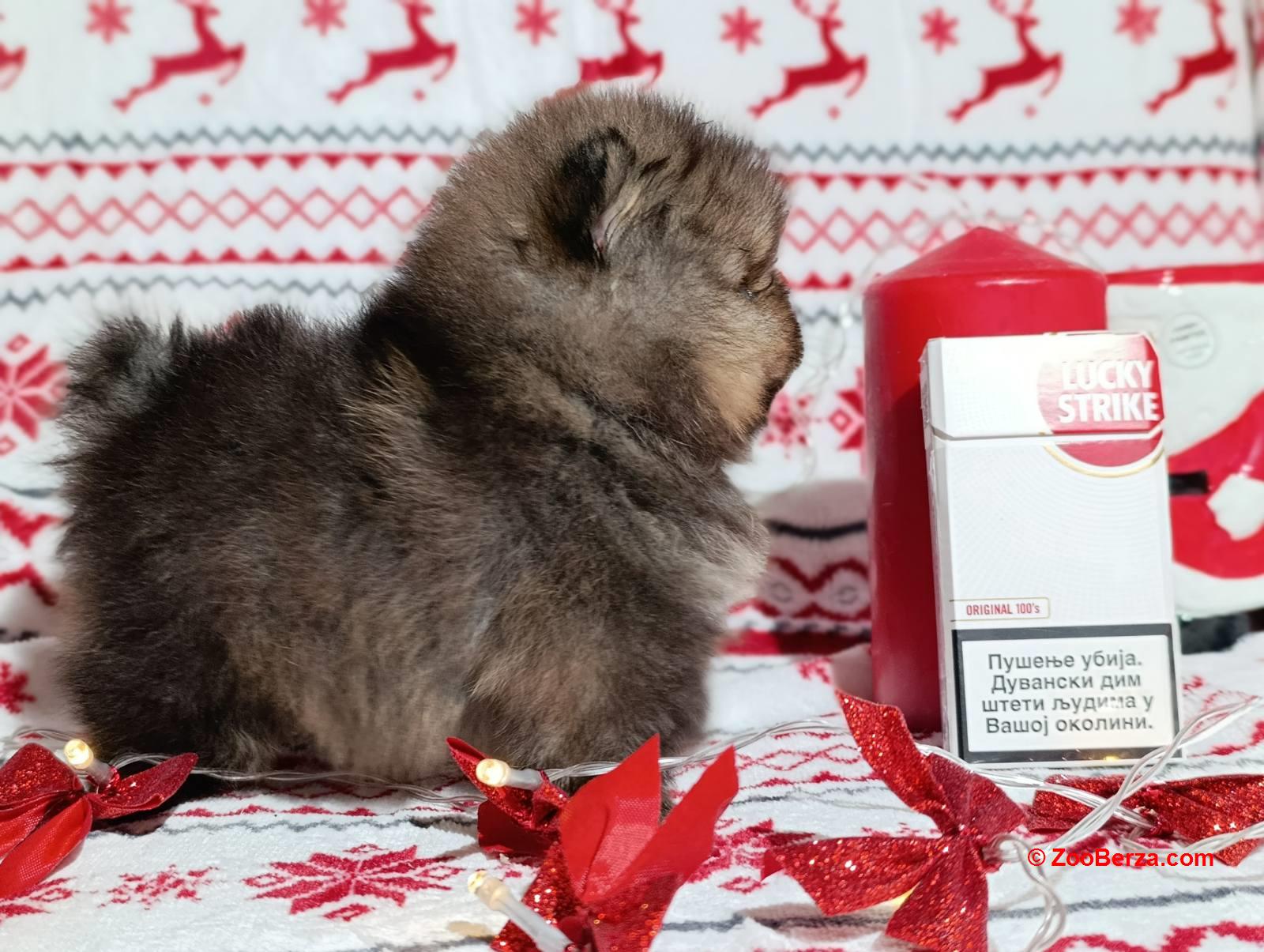 Pomeranac kvalitetni štenci